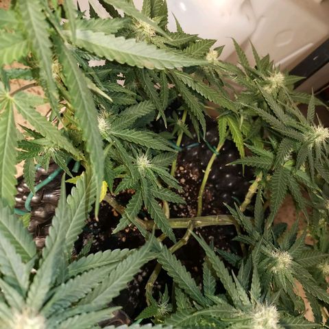 Gorilla Cookies Auto growlog timeline photo