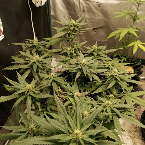 Gorilla Cookies Auto growlog timeline photo