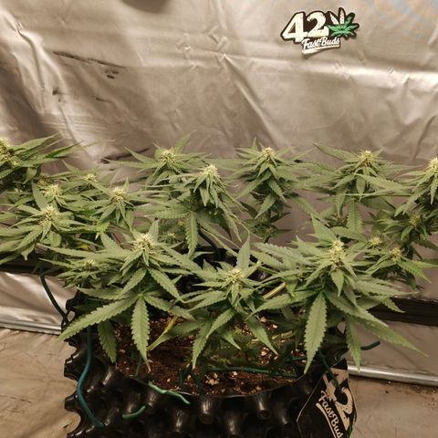 Gorilla Cookies Auto growlog timeline photo