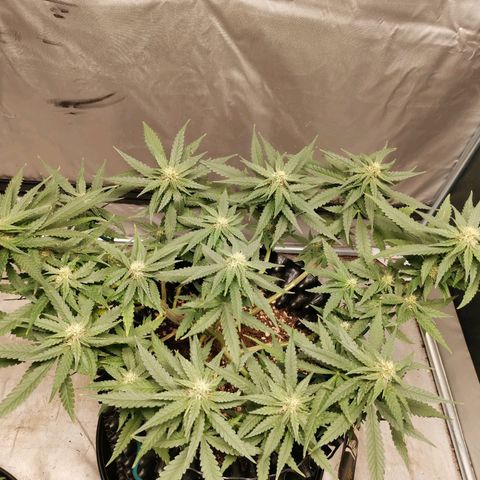 Gorilla Cookies Auto growlog timeline photo