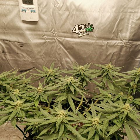 Gorilla Cookies Auto growlog timeline photo