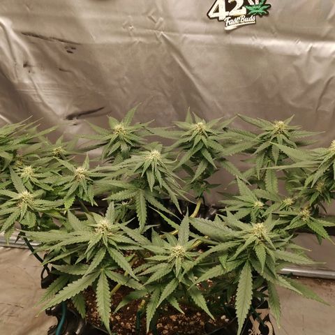Gorilla Cookies Auto growlog timeline photo