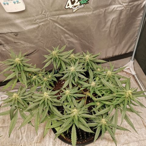 Gorilla Cookies Auto growlog timeline photo