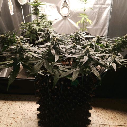 Gorilla Cookies Auto growlog timeline photo