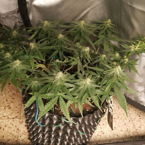 Gorilla Cookies Auto growlog timeline photo