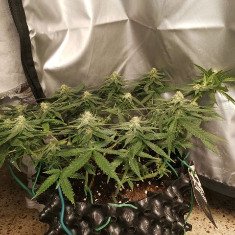 Gorilla Cookies Auto growlog timeline photo