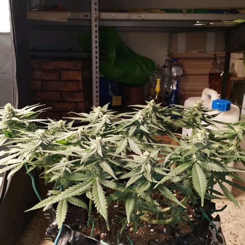 Gorilla Cookies Auto growlog photo: Questa settimana doppia dose di fert 