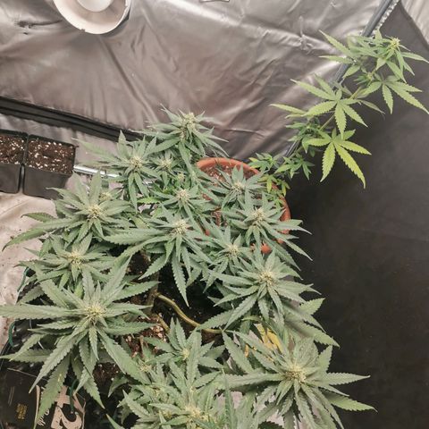 Gorilla Cookies Auto growlog timeline photo