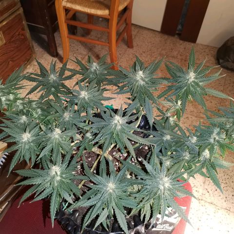 Gorilla Cookies Auto growlog timeline photo