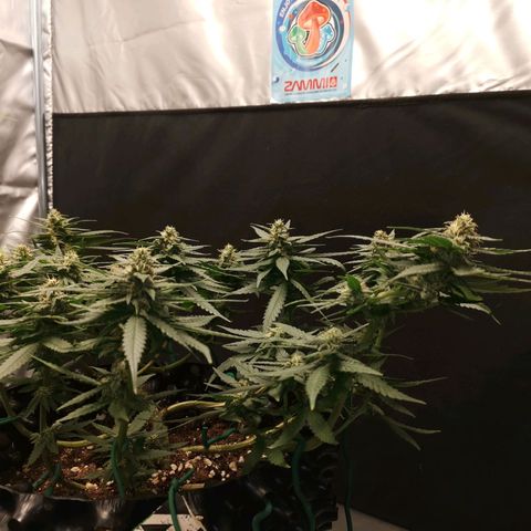 Gorilla Cookies Auto growlog timeline photo