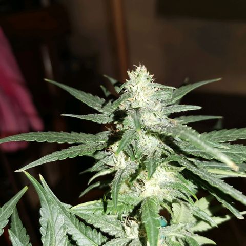 Gorilla Cookies Auto growlog timeline photo