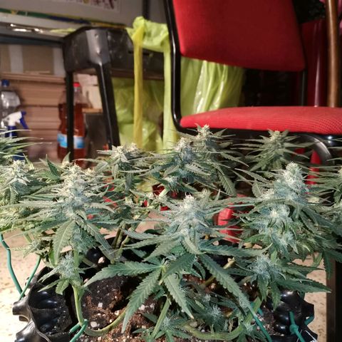 Gorilla Cookies Auto growlog timeline photo