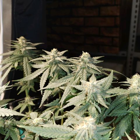 Gorilla Cookies Auto growlog timeline photo