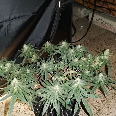 Gorilla Cookies Auto growlog timeline photo