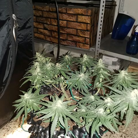 Gorilla Cookies Auto growlog timeline photo