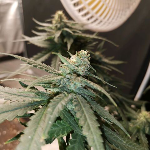 Gorilla Cookies Auto growlog timeline photo