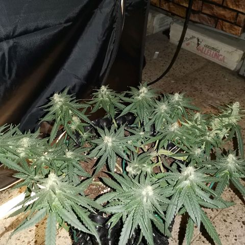 Gorilla Cookies Auto growlog timeline photo