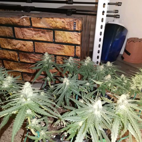Gorilla Cookies Auto growlog timeline photo
