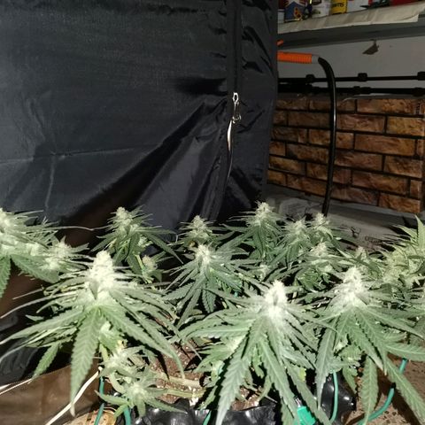 Gorilla Cookies Auto growlog timeline photo