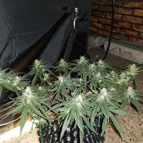 Gorilla Cookies Auto growlog timeline photo