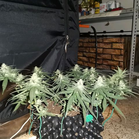 Gorilla Cookies Auto growlog timeline photo