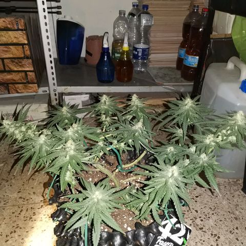 Gorilla Cookies Auto growlog timeline photo