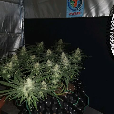 Gorilla Cookies Auto growlog timeline photo