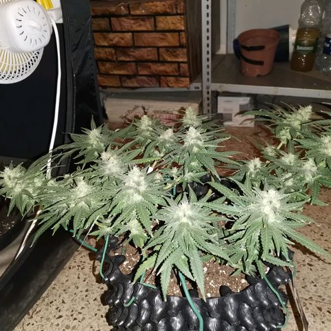Gorilla Cookies Auto growlog timeline photo