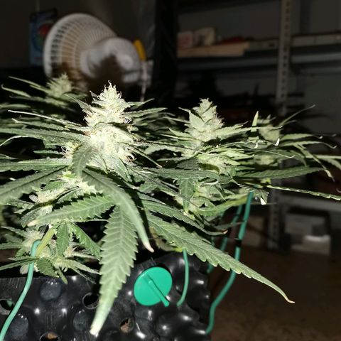 Gorilla Cookies Auto growlog timeline photo