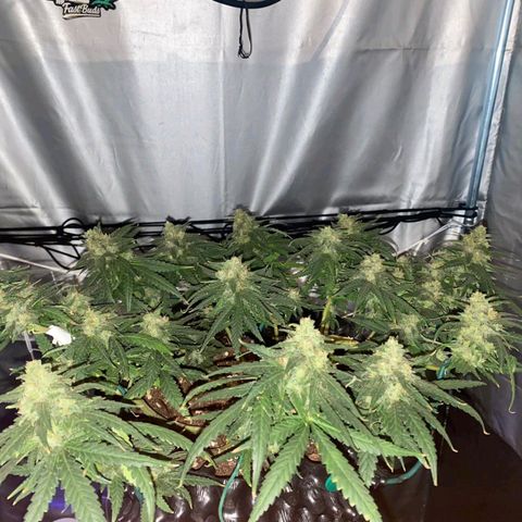 Gorilla Cookies Auto growlog timeline photo