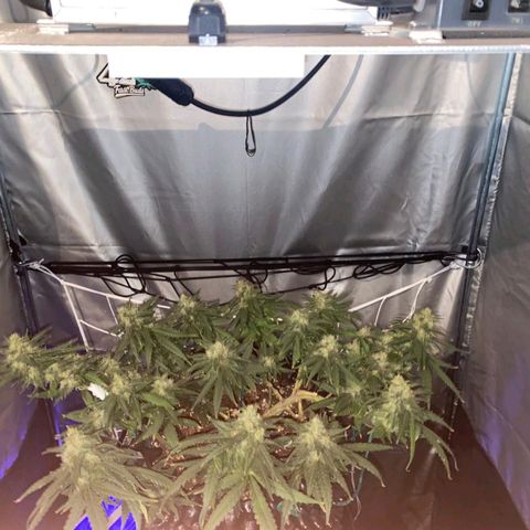 Gorilla Cookies Auto growlog timeline photo