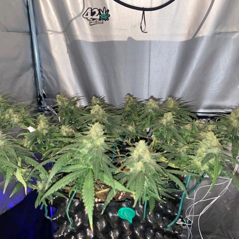 Gorilla Cookies Auto growlog timeline photo