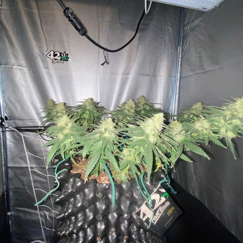 Gorilla Cookies Auto growlog timeline photo