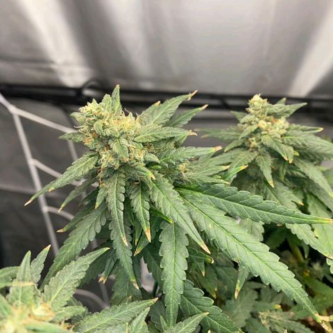 Gorilla Cookies Auto growlog timeline photo