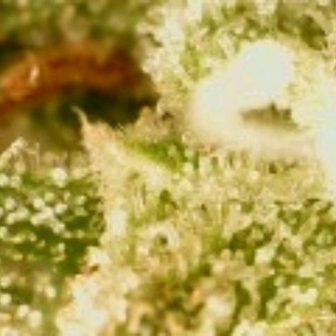 Gorilla Cookies Auto growlog timeline photo