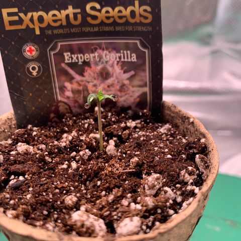 Pizzart 2 growlog photo: Pop out game!!!!