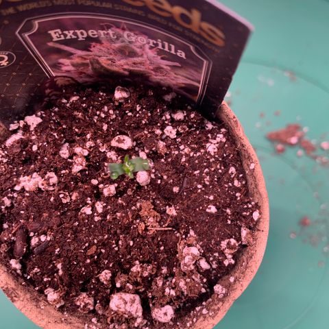 Pizzart 2 growlog photo: Pop out game!!!!
