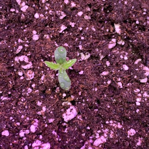 Pizzart 2 growlog photo: Big pot life
