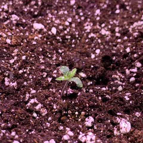 Pizzart 2 growlog photo: Big pot life