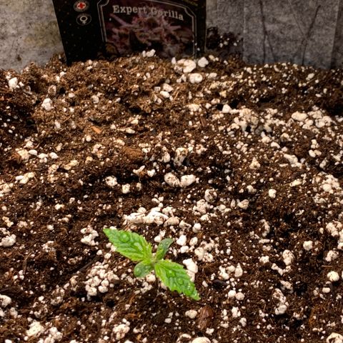 Pizzart 2 growlog photo: True leaves 