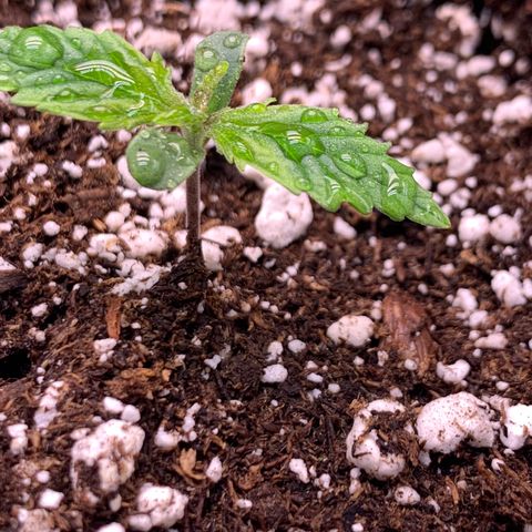 Pizzart 2 growlog photo: True leaves 
