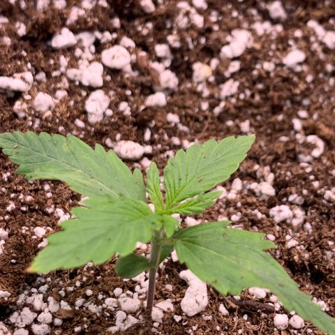 Pizzart 2 growlog timeline photo