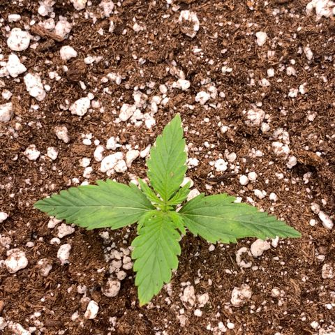 Pizzart 2 growlog timeline photo