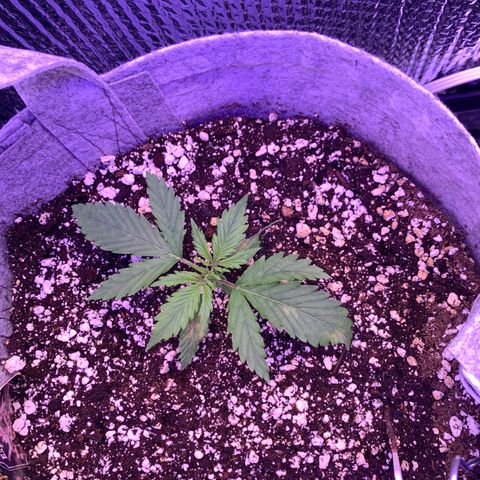 Pizzart 2 growlog photo: 3rd node