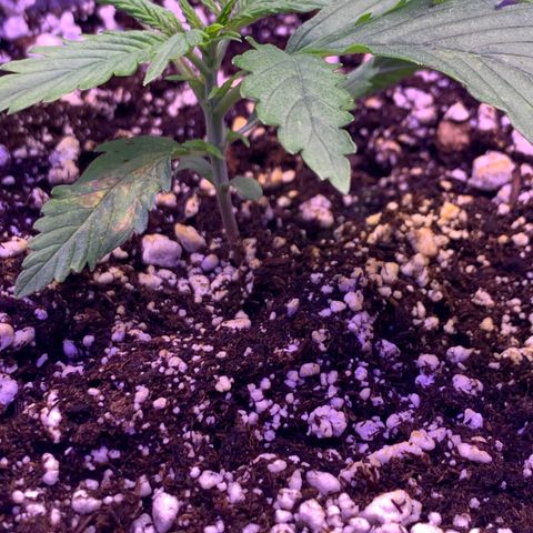Pizzart 2 growlog photo: 3rd node