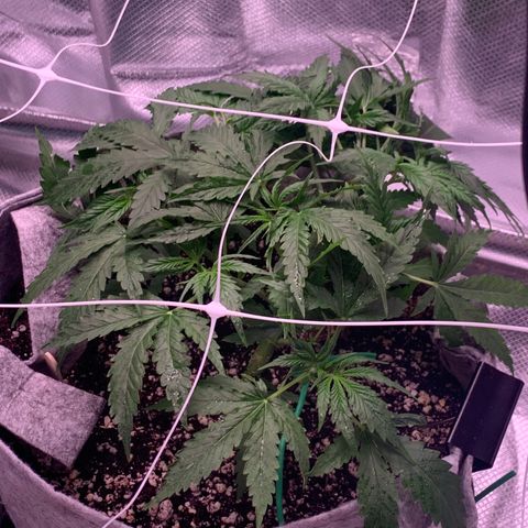 Pizzart 2 growlog timeline photo