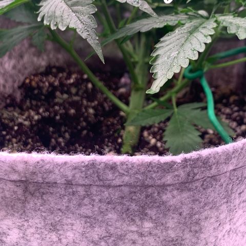 Pizzart 2 growlog timeline photo