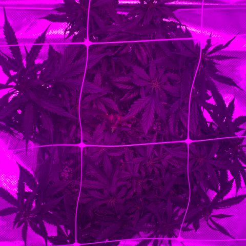 Pizzart 2 growlog photo: Spreading