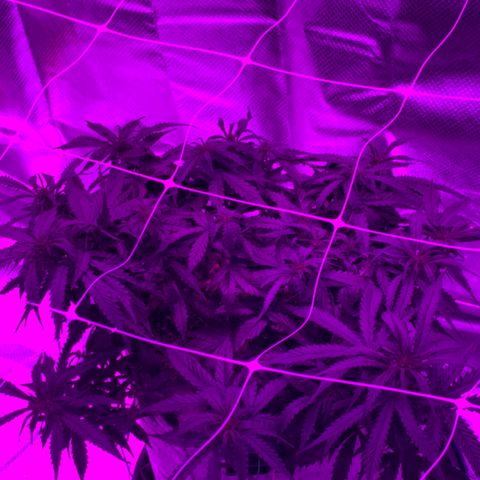 Pizzart 2 growlog photo: See the sites lol