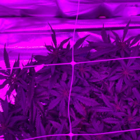 Pizzart 2 growlog photo: See the sites lol